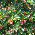 Cotoneaster hjelmqvistii fleur P15
